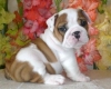 AKC-English-Bulldog-Puppies-for-adoption
